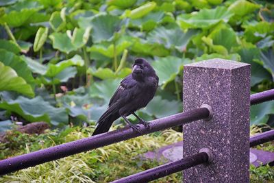 Raven corvus corax bird common beautiful  perched crow traditional japanese garden tokyo japan asia