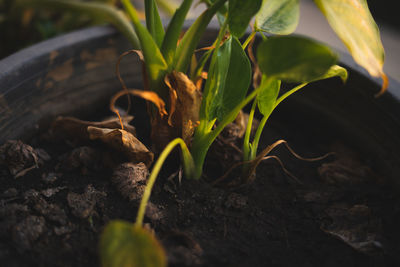Close-up of plant growing on field