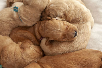 Close-up of a dog sleeping