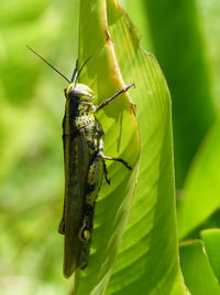 Close-up of insect on leaf