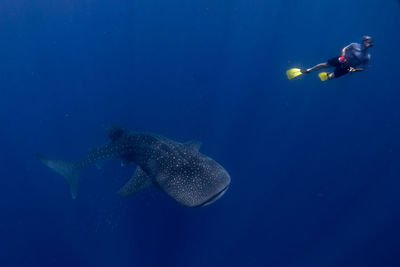 Person snorkeling by whale shark in sea