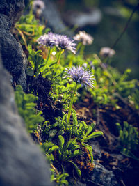 Close-up of purple flowering plants on land