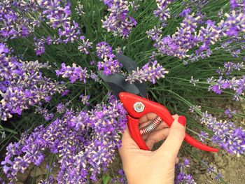 Cropped hand of woman cutting flowers with pliers