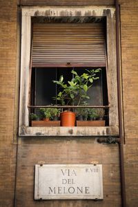 Low angle view of potted plants of window