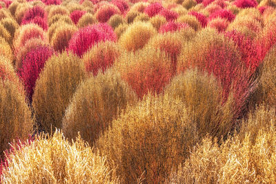 Full frame shot of flowering plants on land