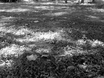 Grass growing on field