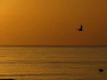 Silhouette bird flying over sea against orange sky