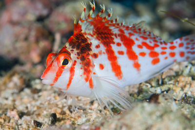 Close-up of fish swimming in sea