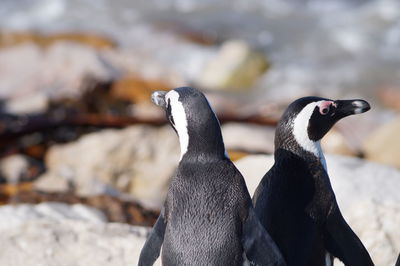 Close-up of penguin against blurred background