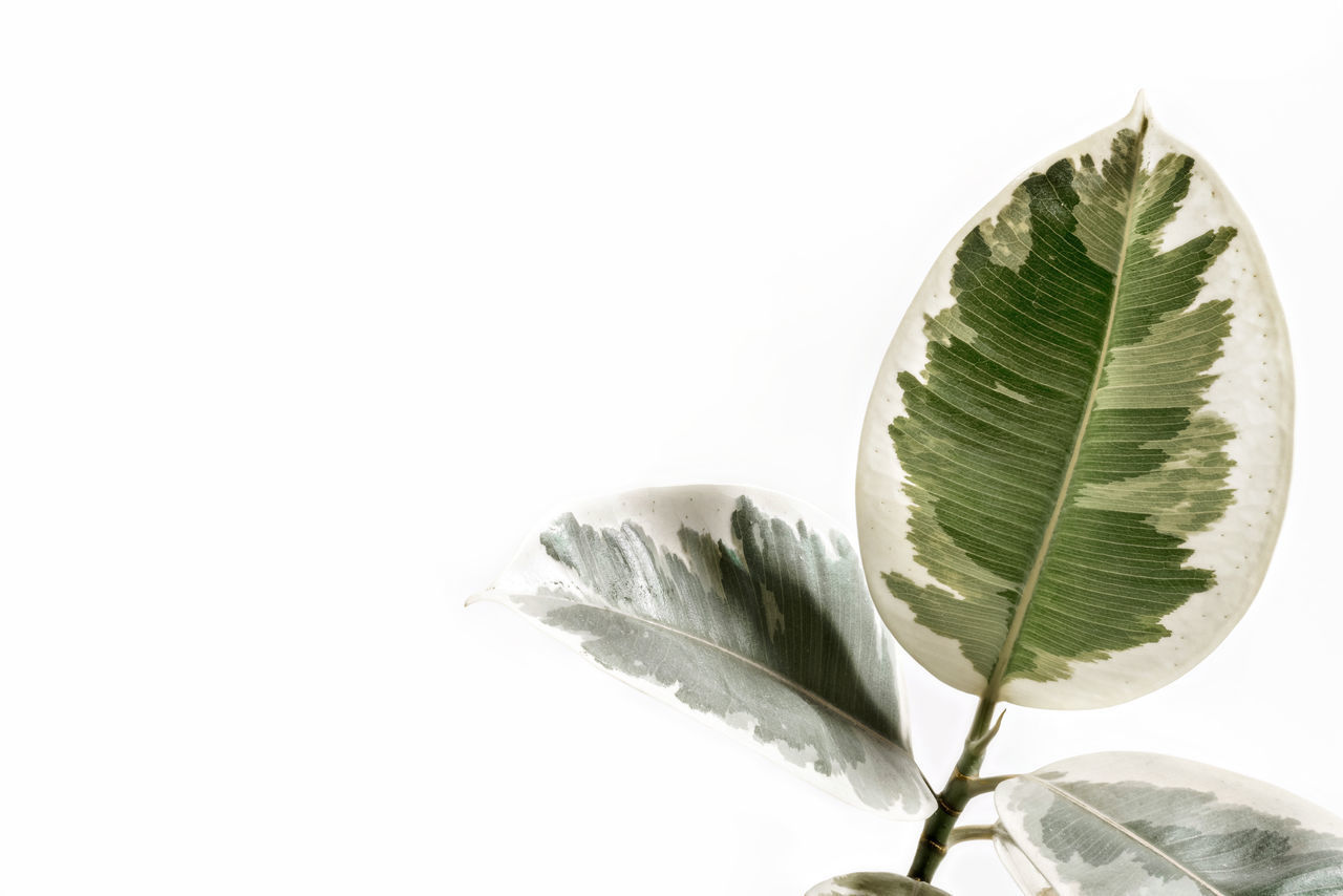 CLOSE-UP OF FRESH WHITE LEAVES AGAINST GRAY BACKGROUND