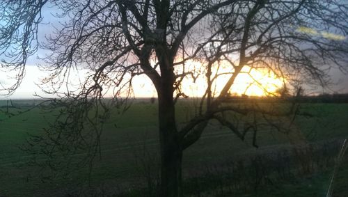 Bare trees on field against sky at sunset