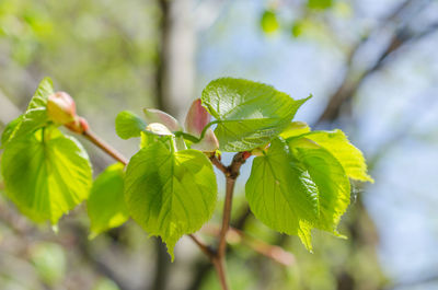 Close-up of green leaves