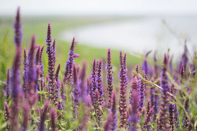 Close-up of purple flowers