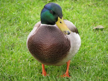 Close-up of mallard duck on field