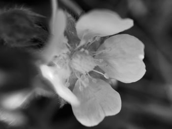 Close-up of white flowers blooming outdoors