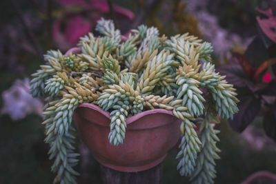 Close-up of succulent plant