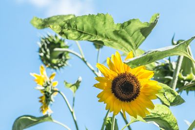 Low angle view of sunflower blooming against sky
