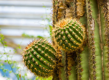 Close-up of cactus plant