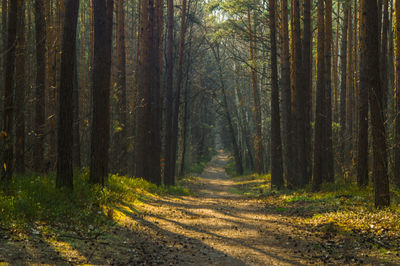 Trees in forest