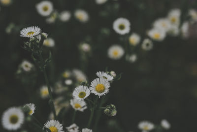 Close-up of white daisy flowers on field