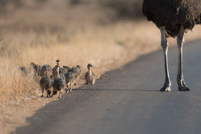 Flock of sheep walking on road