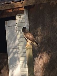 Close-up of bird perching outdoors