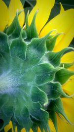 Close-up of yellow flowers