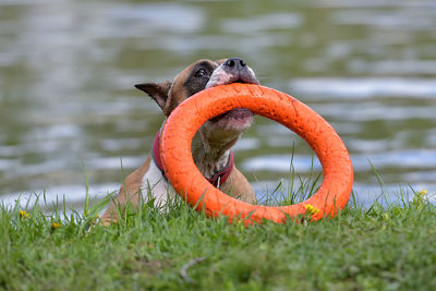 Close-up of a dog looking away