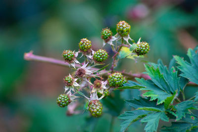 Close-up of flowering plant