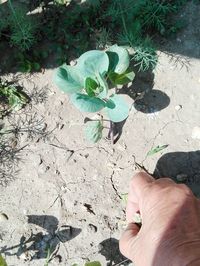 High angle view of hand on plant