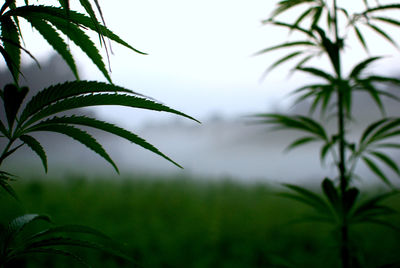 Close-up of palm tree against sky