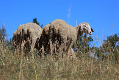 View of sheep on grass