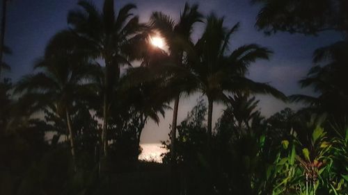 Silhouette palm trees against sky at night