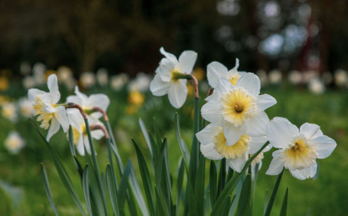 Close-up of white flowers on field