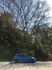 Car on tree