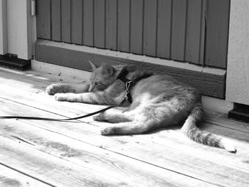 Cat sleeping on wooden floor