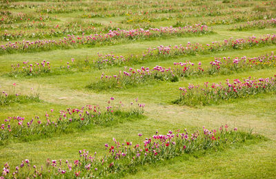 Pink poppy flowers in field