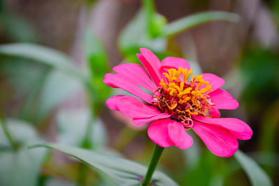 Zinnia pink flower