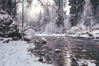 Snow covered trees in forest