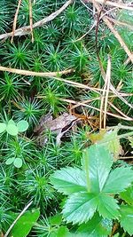 High angle view of plants