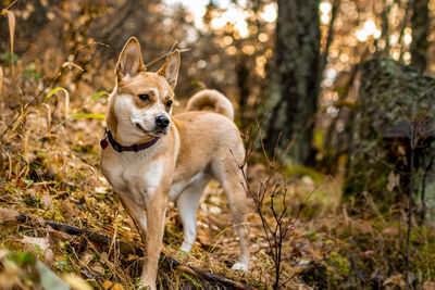 Dog looking away in forest