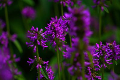 Close-up of purple flowering plants