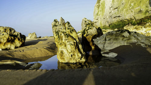 Close-up of cactus on beach against clear sky