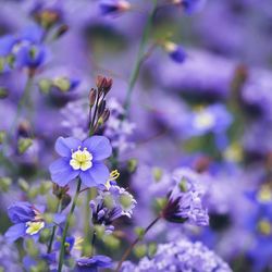 Close-up of purple flowers blooming outdoors