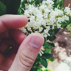 Close-up of cropped hand holding white flower