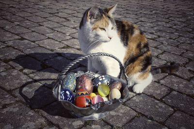 Cat sitting by easter eggs basket on cobbled street