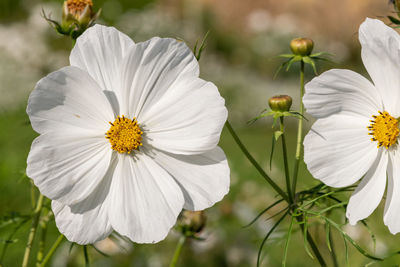 Close up of white cosmos flowers in bloom