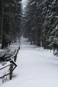Trees on snow covered landscape