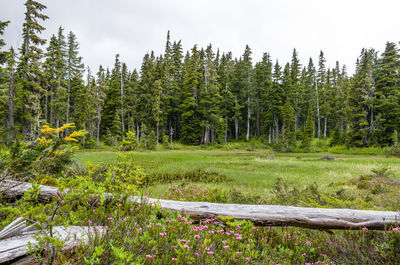 Trees growing on grassy field against cloudy sky