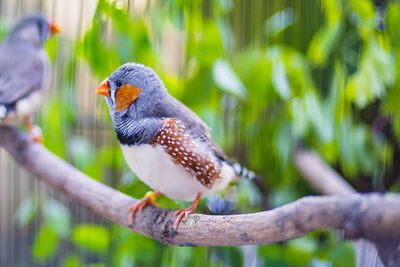 Close-up of bird perching on tree